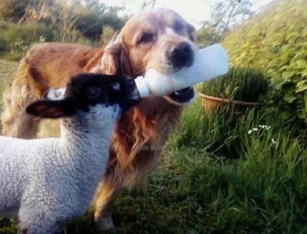 σκυλος ταιζει προβατο